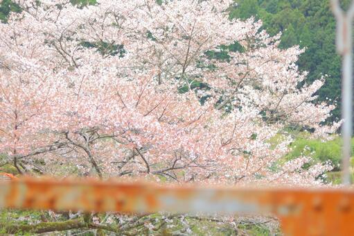 鉄橋越しの桜の写真