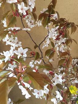 山桜 山桜の写真