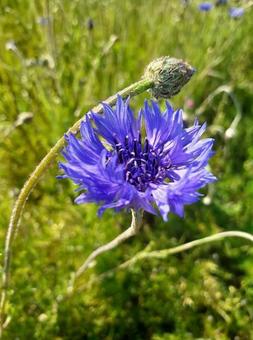 ヤグルマギク ヤグルマギクの写真