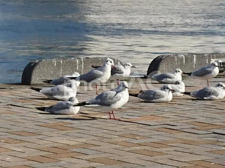 カモメ カモメ,集団,日向の写真素材
