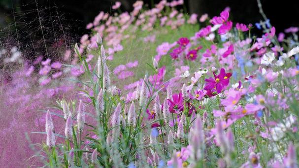 コスモス-243 コスモス-243の写真