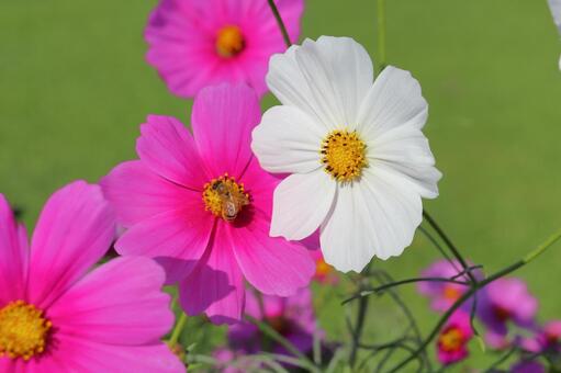 コスモス　花　はち 花,コスモス,秋桜の写真素材