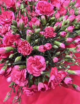 カーネーションの花束 カーネーションの花束の写真