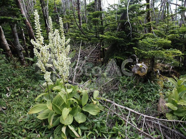 山野草・バイケイソウ(北八ヶ岳) バイケイソウ,山野草,花の写真素材