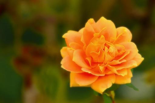 美しいオレンジ色の秋咲きの薔薇 美しいオレンジ色の秋咲きの薔薇の写真