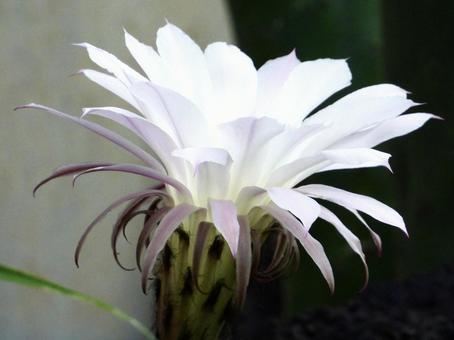 Photo, plant, flower, river side, 