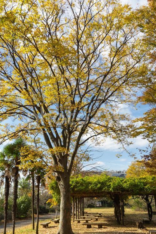 秋の気配・ケヤキの黄葉 秋,紅葉,紅葉狩りの写真素材