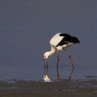 コウノトリ コウノトリの写真