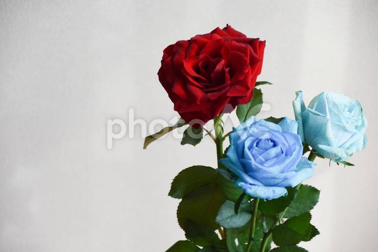 赤と青のばら ばら,薔薇,フラワーの写真素材