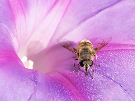 アサガオについた雫を舐めるアブ アサガオ,ノアサガオ,アブの写真素材