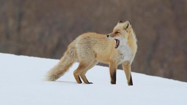 キタキツネ キタキツネ,きつね,野生動物の写真素材