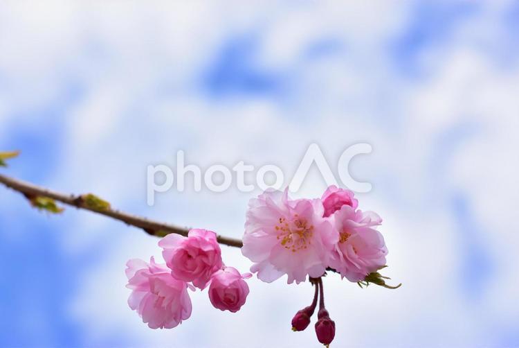 ピンクでかわいい満開の桜　春の背景素材 桜,春,花の写真素材