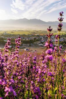早朝のラベンダー畑 ラベンダー,早朝,中富良野町の写真素材