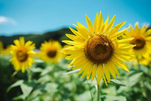ハチがとまっているヒマワリ ハチがとまっているヒマワリ ヒマワリ,夏の花,蜂の写真素材