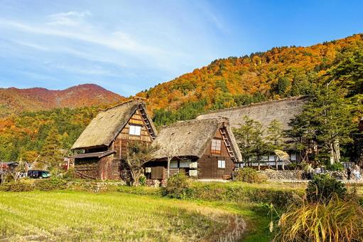 紅葉した山々と白川郷の風情ある茅葺きの家 合掌造り,白川郷,家屋の写真素材