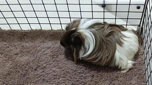 モルモット モルモット,動物,ペットの写真素材