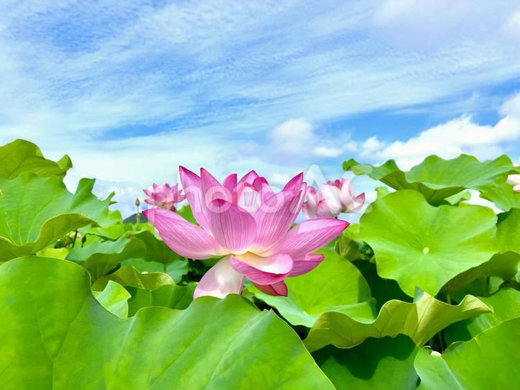 夏の風景　ハスの花 ハス,蓮,ハナハスの写真素材