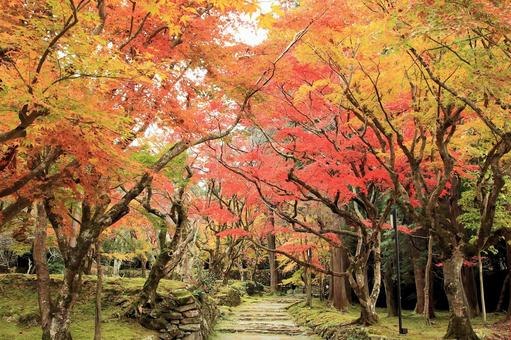 秋の紅葉 湖東三山西明寺 秋の紅葉 湖東三山西明寺 紅葉,秋,西明寺の写真素材
