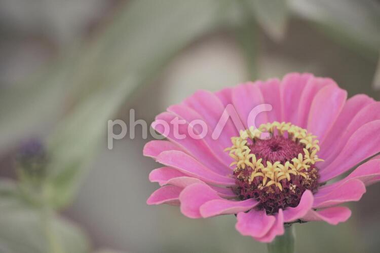 ジニア　百日草 花,自然,何人もありませんの写真素材