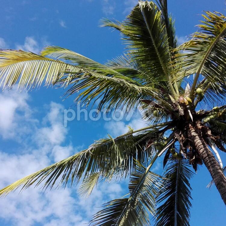 椰子の木と青空 熱帯,浜,ヤシ科の写真素材