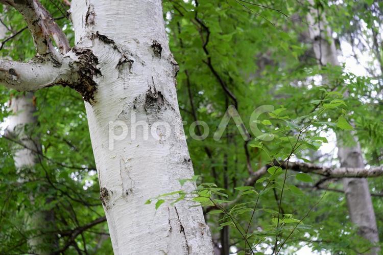 白い幹 幹,白,森の写真素材