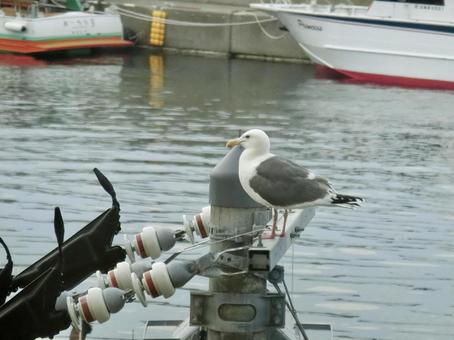 海鳥 海鳥の写真