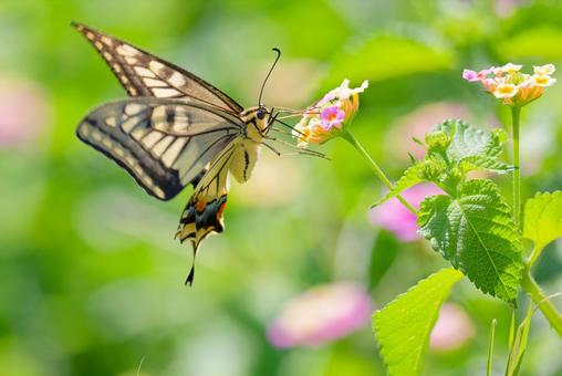 ランタナの花に吸蜜に来たキアゲハ ランタナの花に吸蜜に来たキアゲハ キアゲハ,アゲハ,アゲハ蝶の写真素材