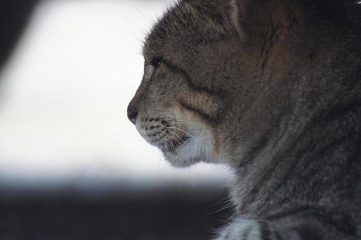 ねこ ねこの写真