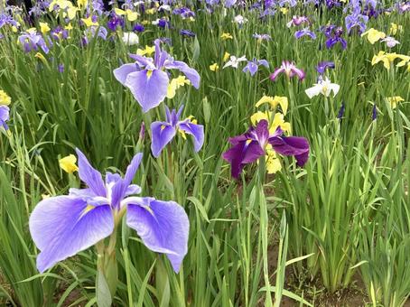 初夏を彩る美しいハナショウブ 花菖蒲,ハナショウブ,紫色の写真素材