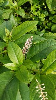 毒をもつ植物ヤマゴボウの花 毒をもつ植物ヤマゴボウの花 ヤマゴボウ,毒,花の写真素材