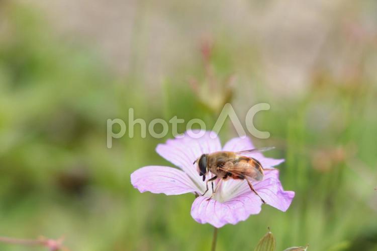 花とミツバチ② ミツバチ,蜂,花の写真素材