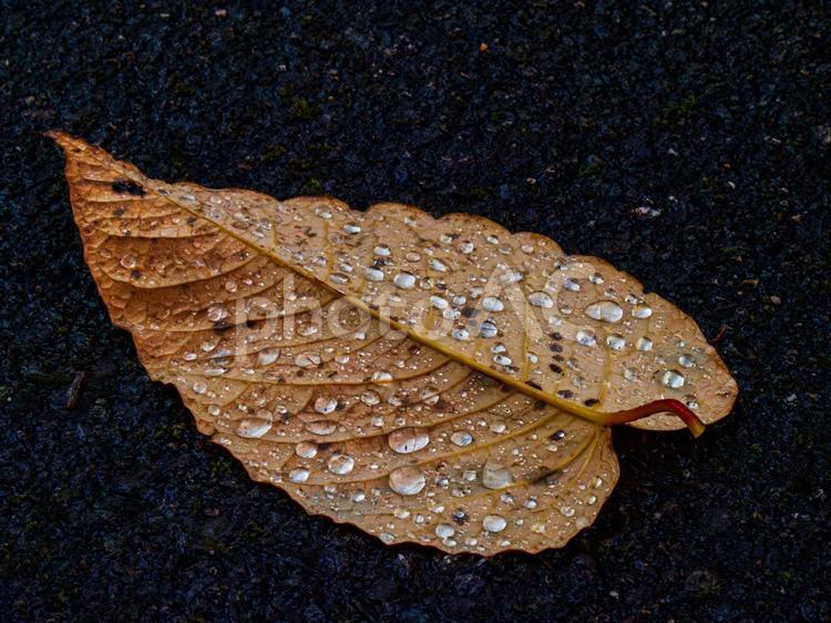 濡れた落ち葉 秋,落ち葉,紅葉の写真素材