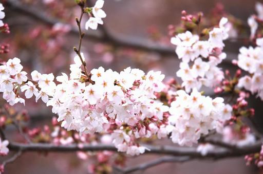 桜 桜の写真