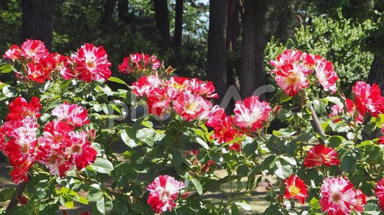 赤白絞り模様のツル薔薇　敷島公園バラ園 バラ,薔薇,花の写真素材