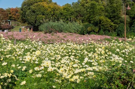 色とりどりに咲く満開のコスモス畑 コスモス,花畑,花の写真素材