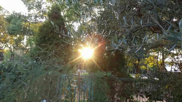 木洩れ日の写真