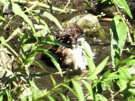 水浴びをするスズメ 水浴びをするスズメの写真