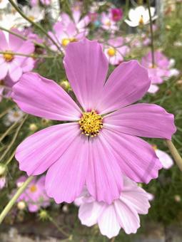コスモス コスモス,秋の花,花の写真素材