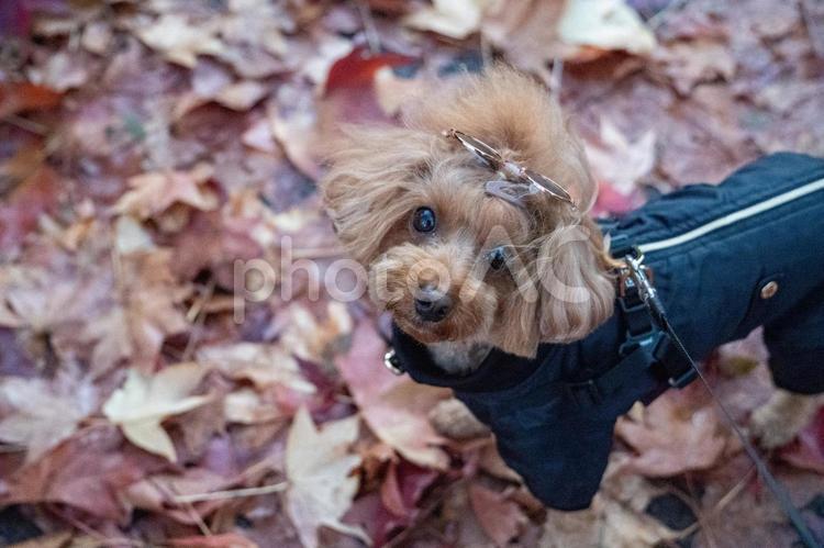 秋の公園で散歩するトイプードル トイプードル,トイプー,秋の写真素材