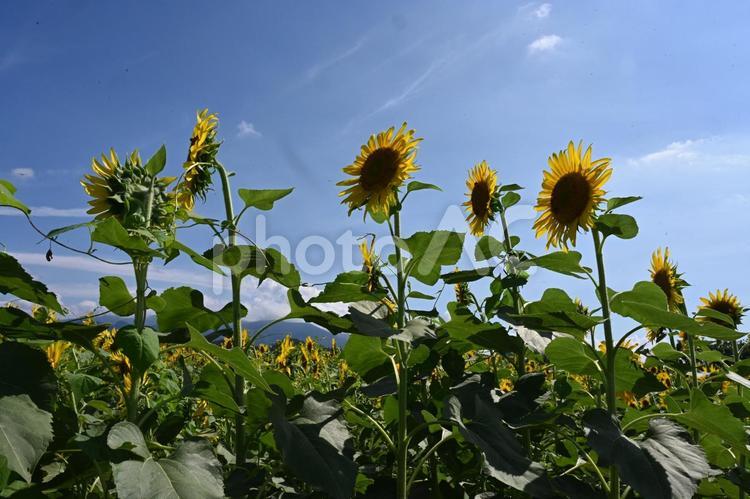 丹生湖にあるヒマワリ畑 ヒマワリ,夏,黄色い花の写真素材