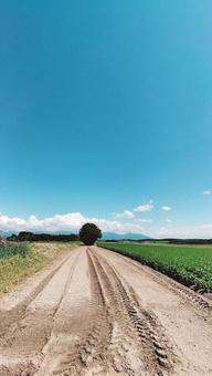 まっすぐな道 まっすぐな道の写真