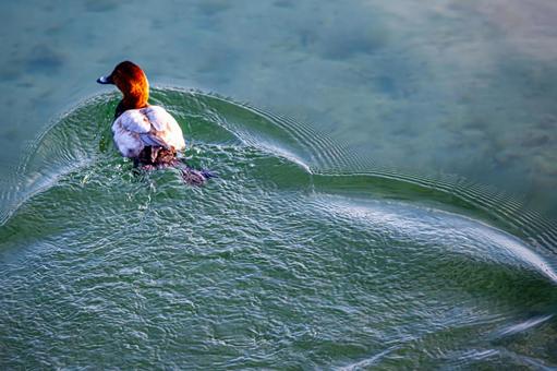 池を泳ぐホシハジロ 池を泳ぐホシハジロ ホシハジロ,カモ目,カモ科の写真素材