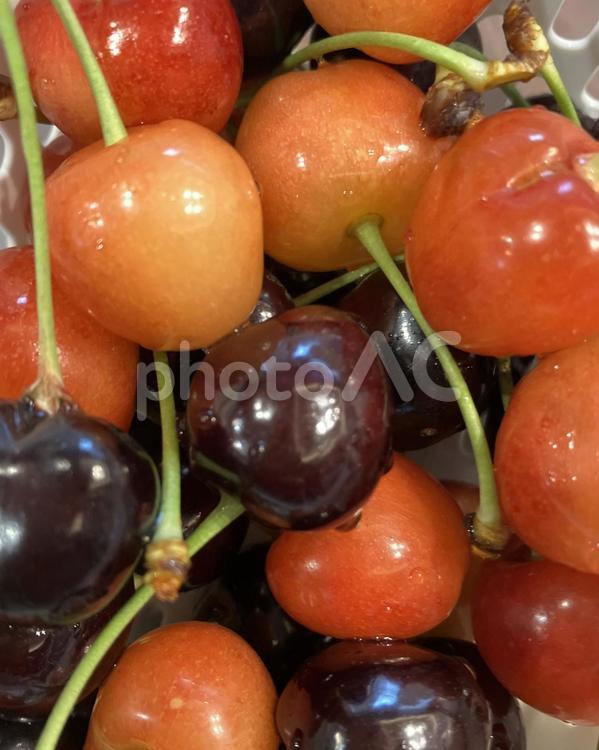 さくらんぼ食べ比べ さくらんぼ,チェリー,ブラックの写真素材