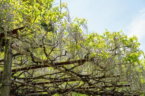 Wisteria flower, JPG