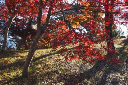 斜面に広がる紅葉の木々と長い影 紅葉,もみじ,モミジの写真素材