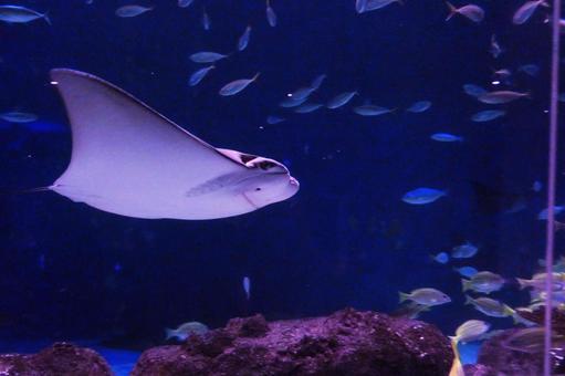 サンピアザ水族館の人気者 サンピアザ水族館の人気者の写真