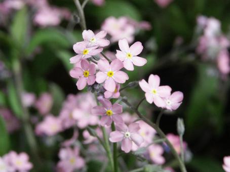 ワスレナグサ・忘れな草　咲く風景の写真