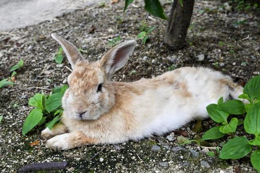 うさぎ 生き物,ペット,動物の写真素材
