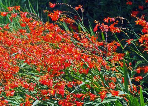 朱赤がまぶしい花 朱赤がまぶしい花 ヒメヒオウギズイセン,赤い,群生の写真素材