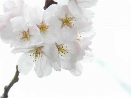桜空 桜空の写真